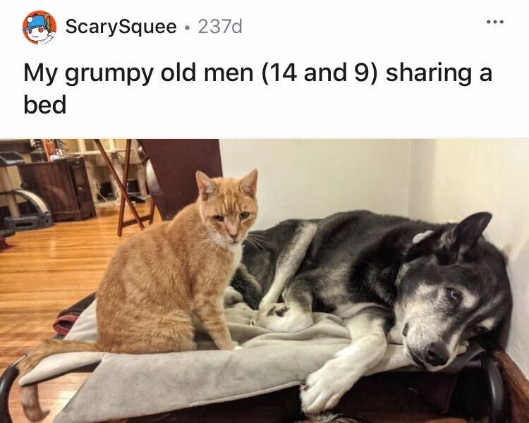 An old dog and old cat sitting together on the dog&#x27;s bed