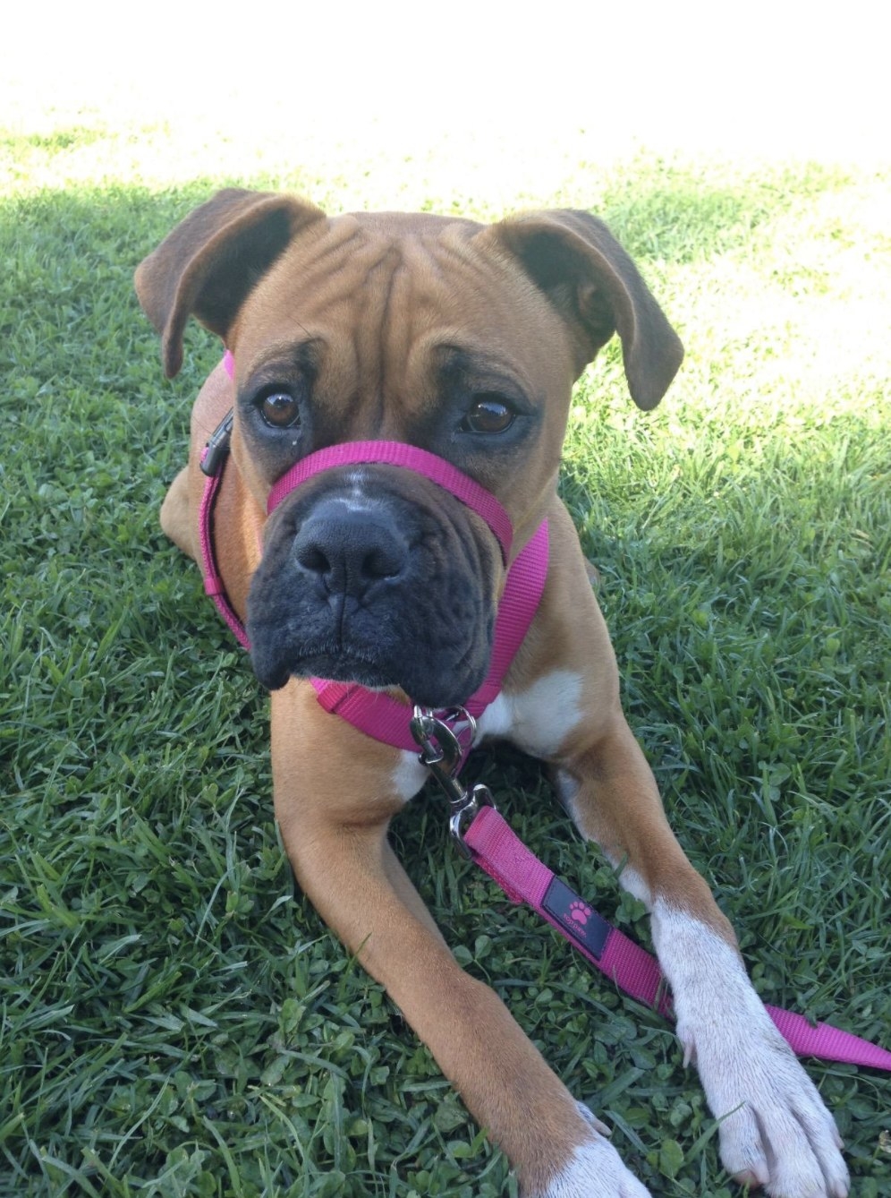 A dog with the collar on their nose, torso, and neck 