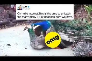 Peacock