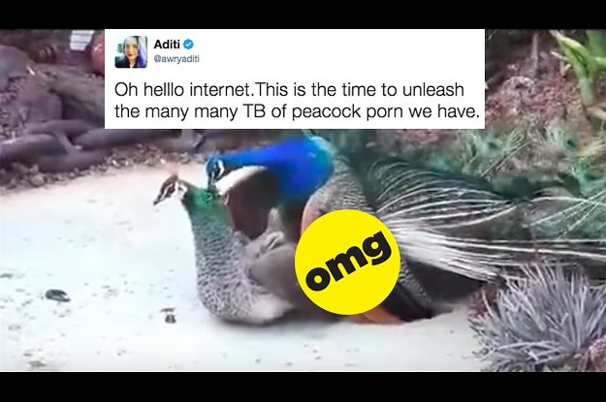 The Indian Internet Is Being Bombed By Peacock Porn, Because This Is What  National News Has Come To