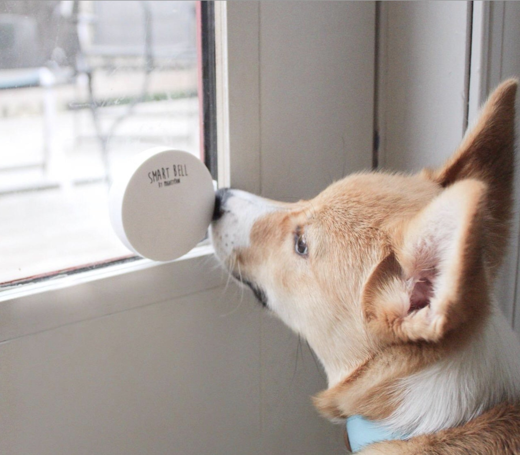 A reviewer&#x27;s dog tapping the doorbell with their nose