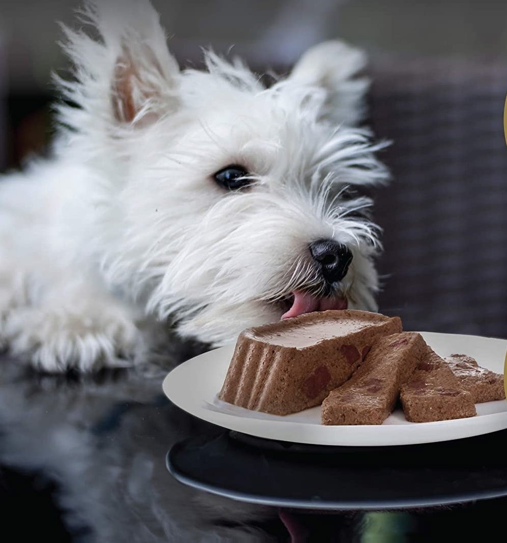 Dog eating the wet dog food 