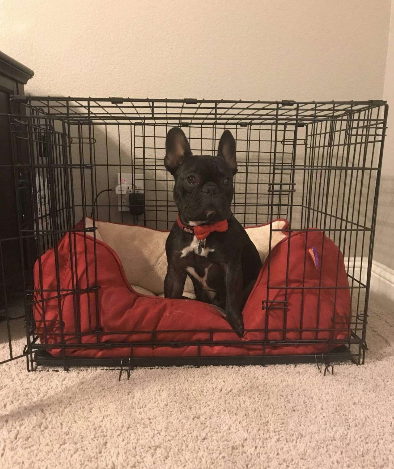 A reviewer&#x27;s dog in a crate with the door open 