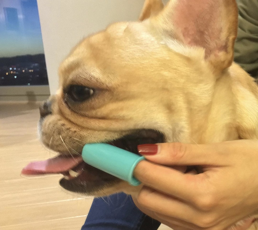 Reviewer using the finger toothbrush to brush their dog&#x27;s teeth