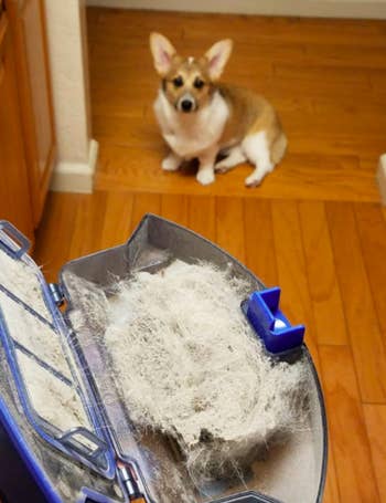 Reviewer's Corgie watches them open the robot vacuum compartment, which is filled with fur and debris