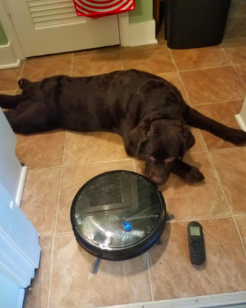Reviewer's black robot vacuum cleans around a chocolate Lab 
