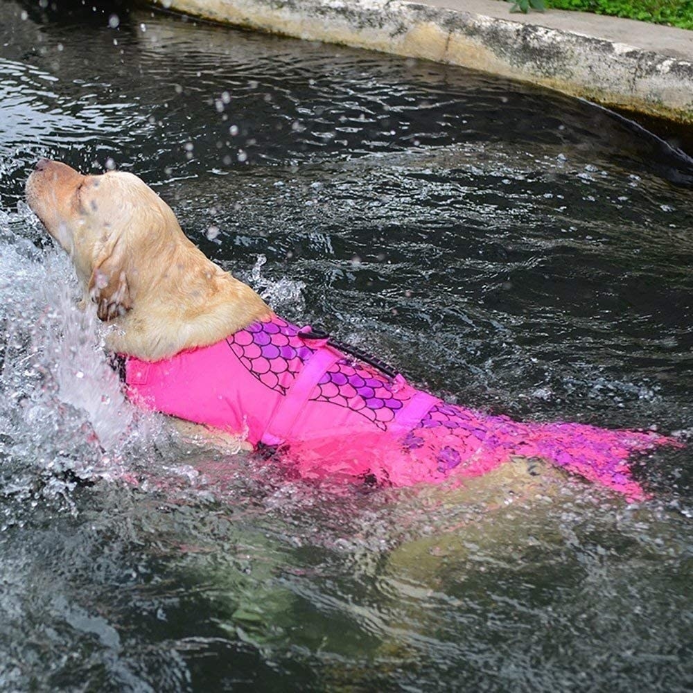 golden retriever wearing pink mermaid life vest 