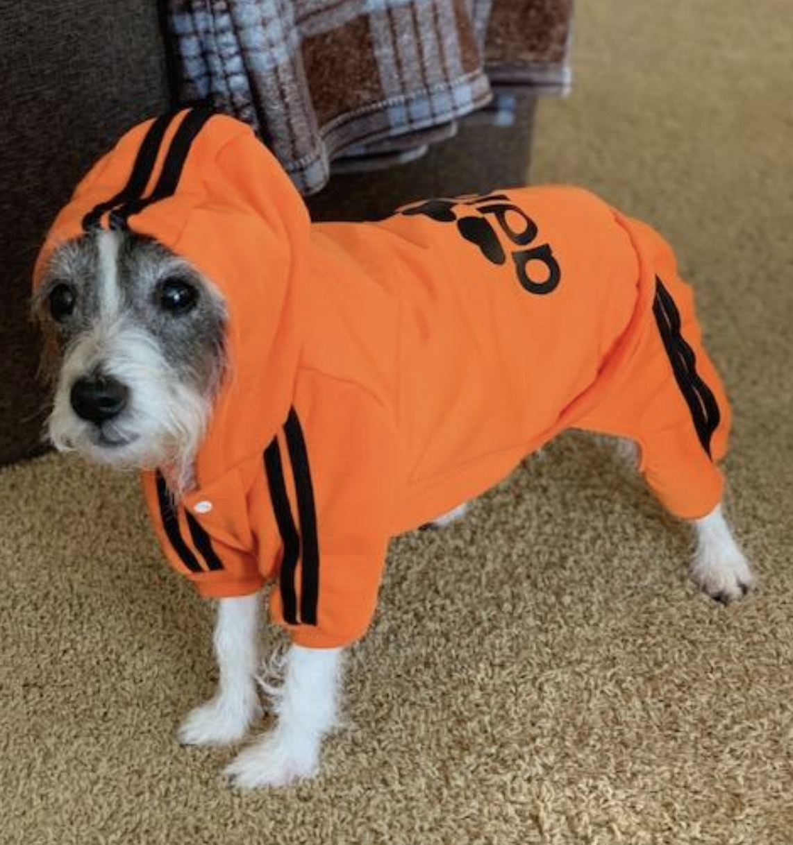 adidas track suit for dogs