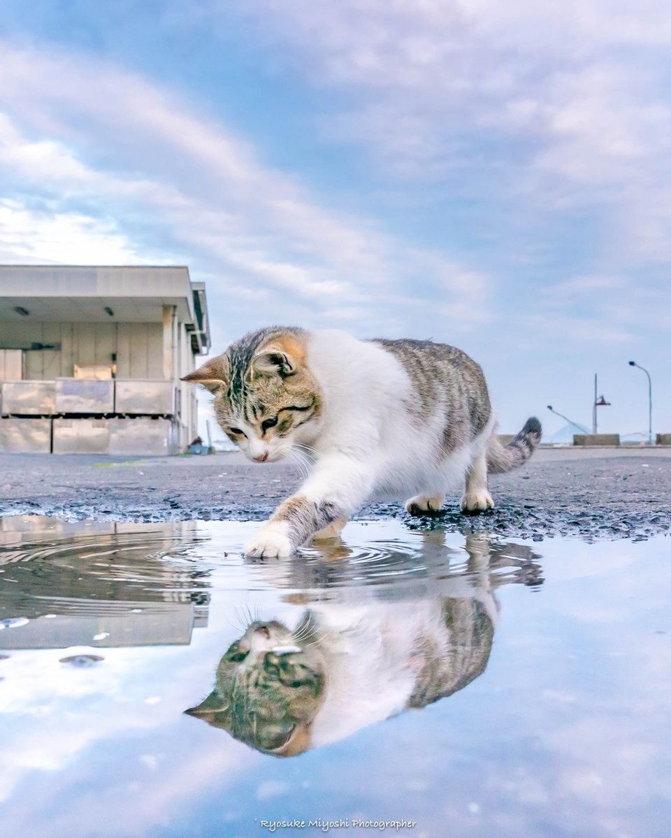 ウユニ塩湖みたい 青空と猫の幻想的な写真 撮影の裏側は