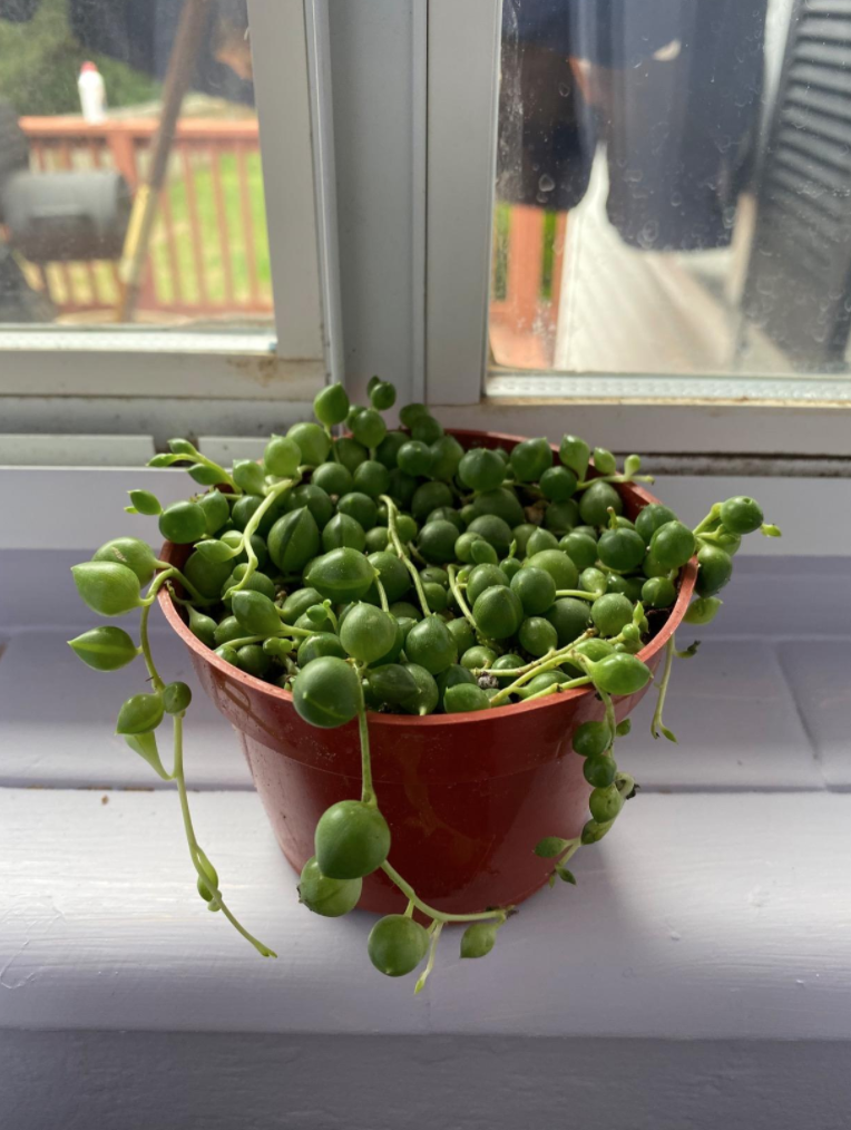 A buyer&#x27;s image shows their string of pearls on their windowsill, with full and round leaves, some of which hang over the side of the pot