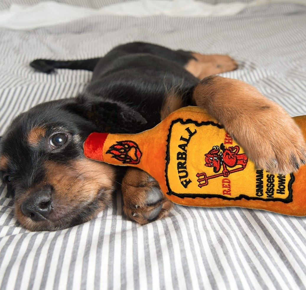 reviewer&#x27;s dog snuggling with fireball-like chew toy 