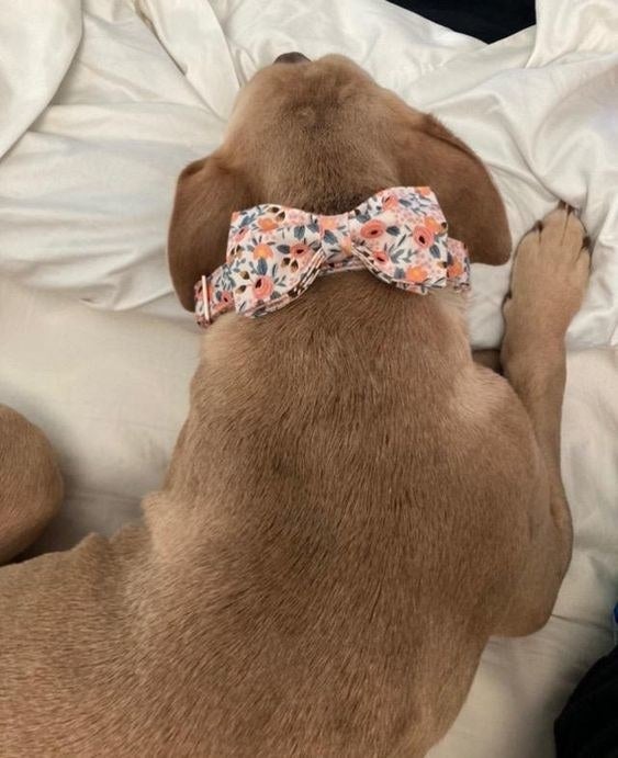 reviewer&#x27;s dog wearing the pink floral collar and matching bow tie