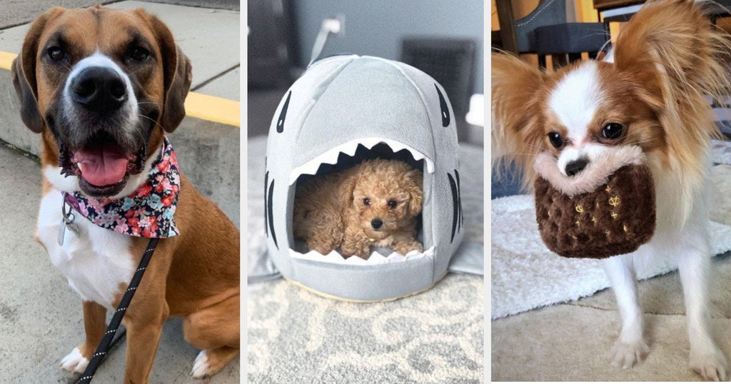 11 Cute and Quirky Dog Accessories for Home
