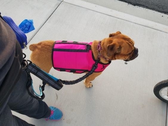 Reviewer&#x27;s dog on the hip bungee leash 