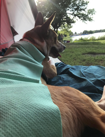 reviewer's dog with a towel draped over it as it lays outside