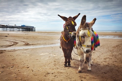 Donkeys on Blackpool Pleasure Beach