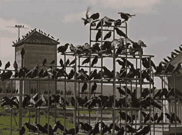 A gathered group of birds from the movie &quot;The Birds&quot;