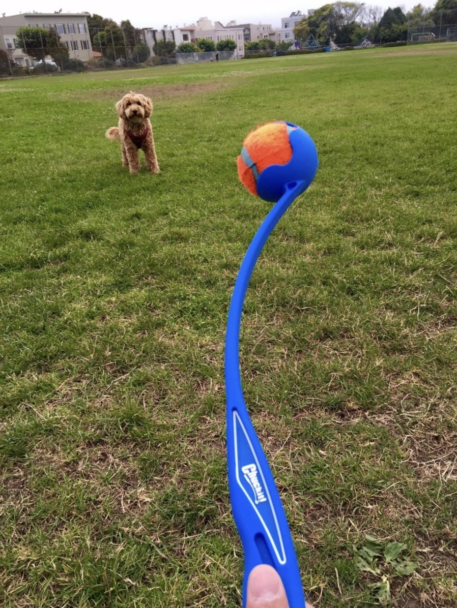 A reviewer using the launcher to throw a ball to their dog