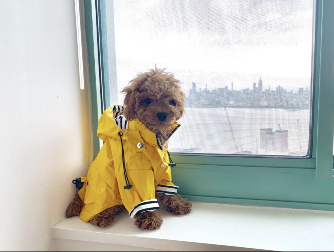 A very cute dog in a yellow raincoat 