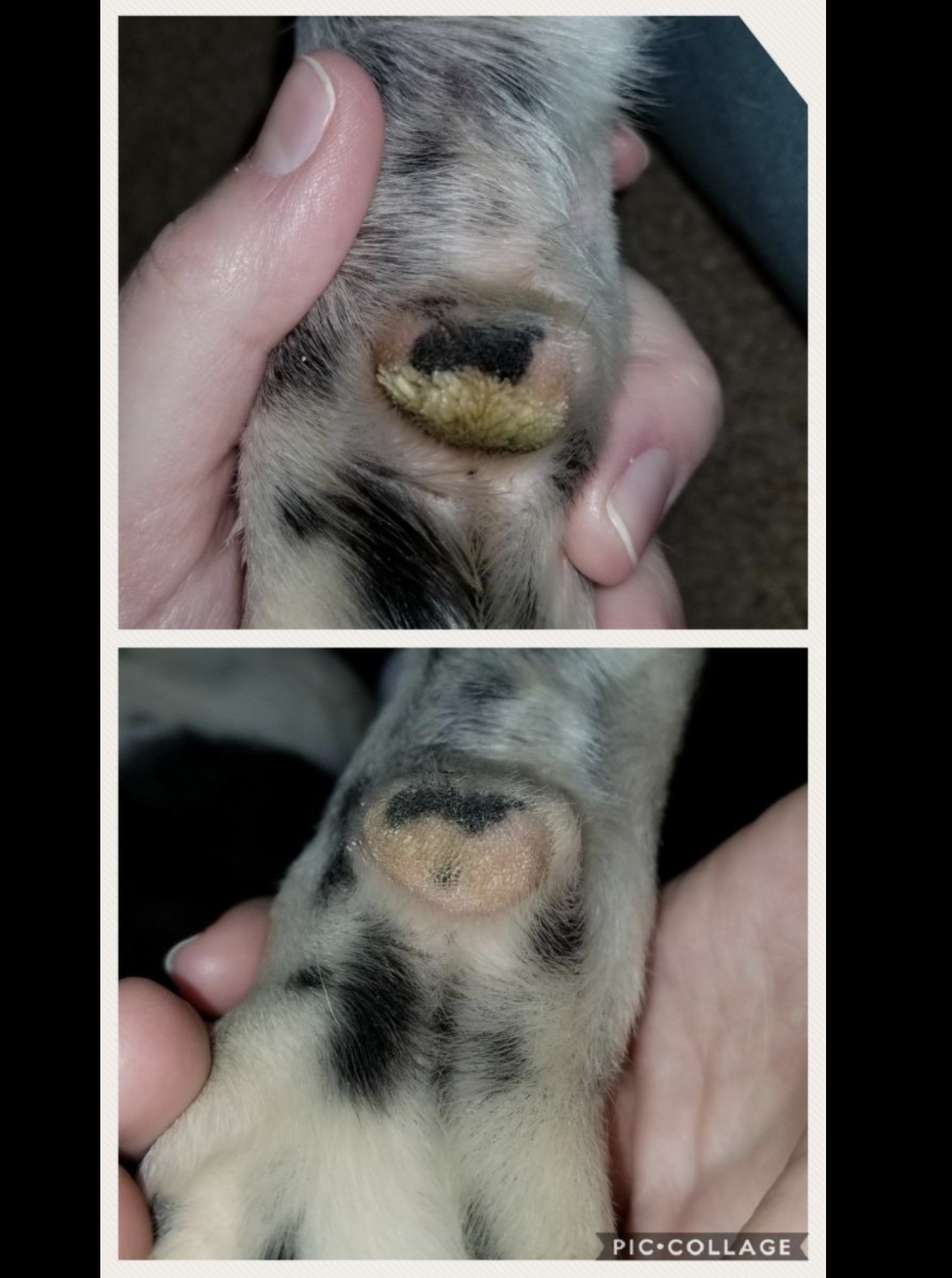 Reviewer photo of a before and after of a dog&#x27;s paw looking healthier