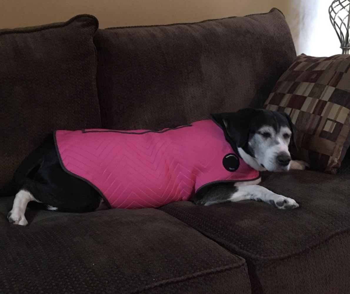 Reviewer photo of a dog in a pink anxiety jacket
