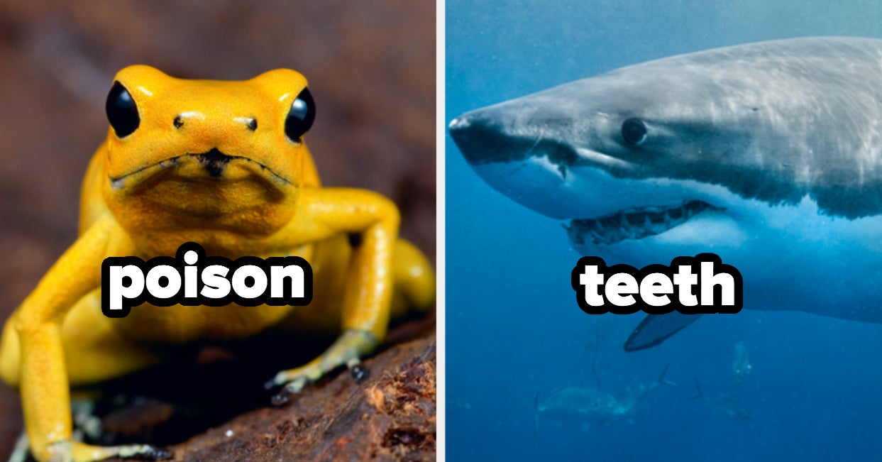 Deadly Animal Personality Quiz