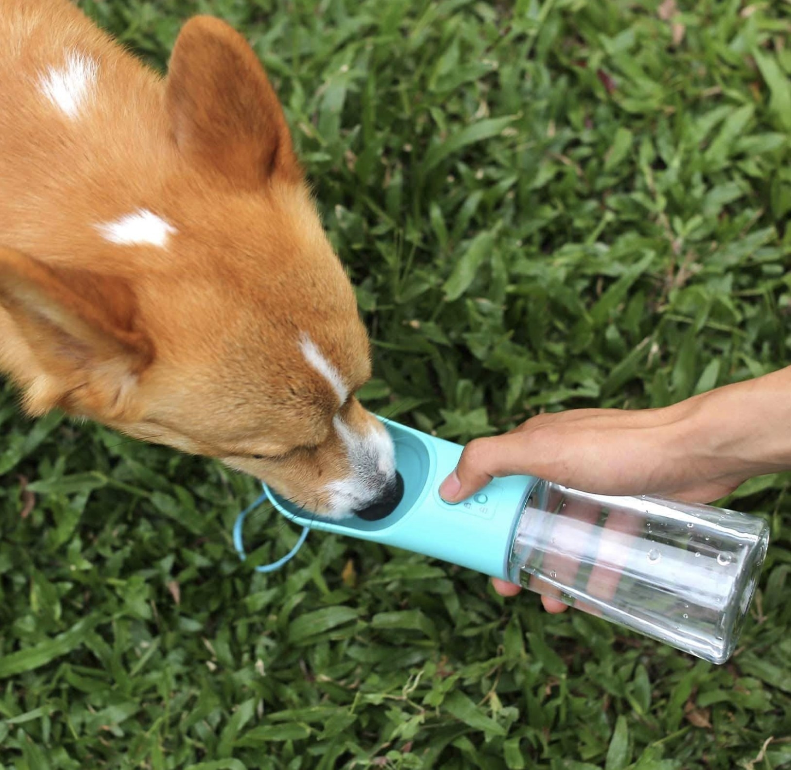 A dog drinking from the blue bottle 