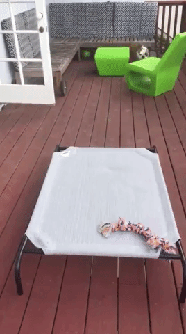 A GIF that shows a bulldog running from one side of the porch and jumping on the bed and off of it again like it's a trampoline