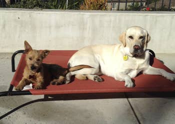 Two dogs (one larger and one smaller) sitting together on one dog bed which is raised from the ground. They're outside.