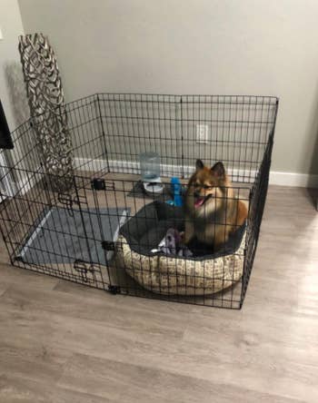 Reviewer's puppy in a tiny bed next to a charcoal puppy pad in a crate
