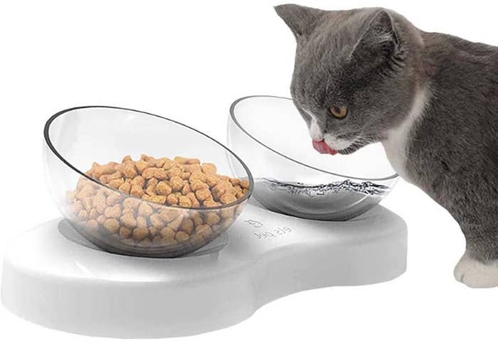a cat eating out of the clear angled bowls