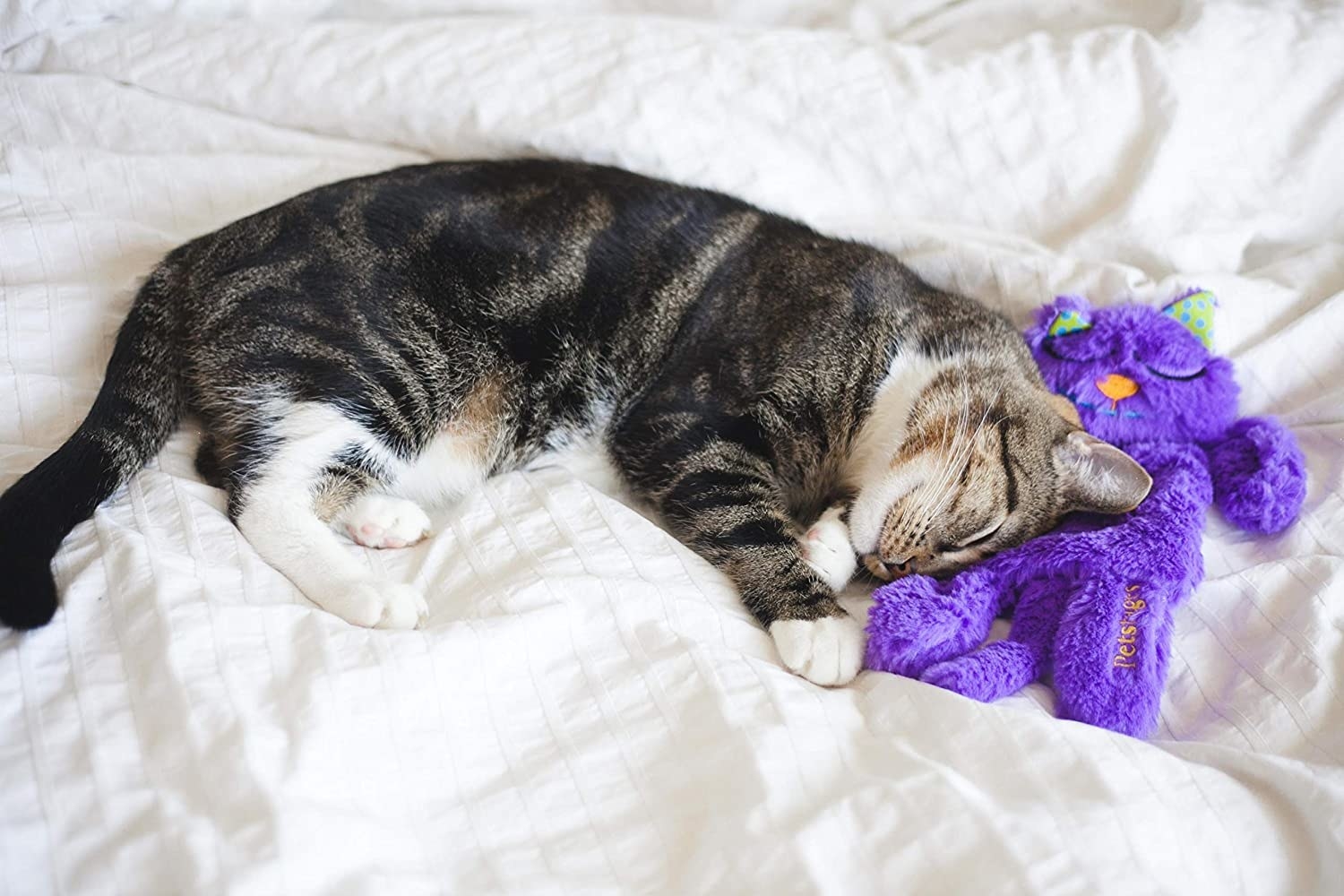 a cat snuggling with a purple cat-shaped stuffed toy