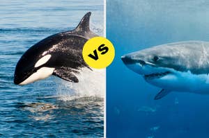 A large orca breaching out of the water versus a huge great white shark showing its teeth