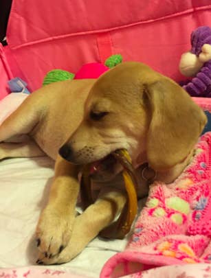 Reviewer&#x27;s puppy chews on a chicken-flavored bone teething ring