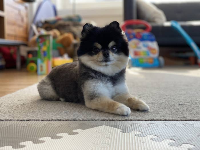 BuzzFeed editor&#x27;s black, white, and tan Pomeranian