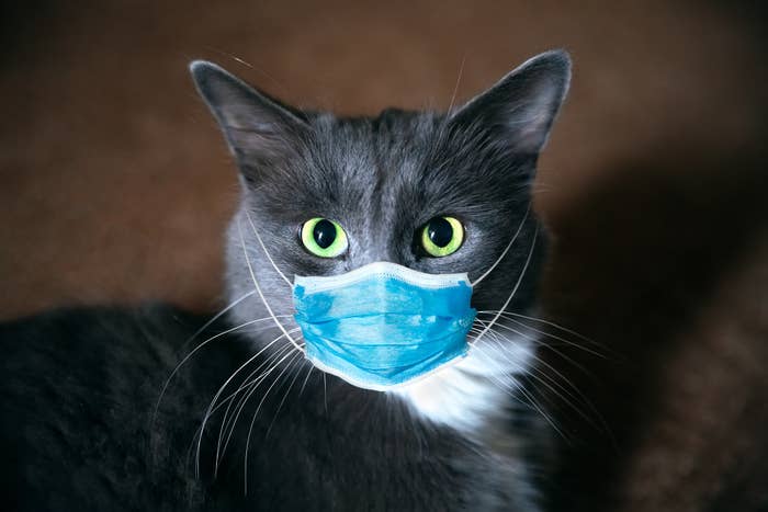 A cat with big eyes has a medical face mask over its nose and mouth