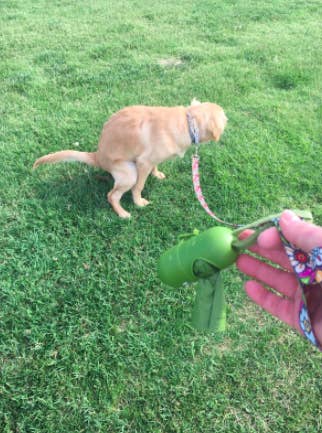 Reviewer shows hand holding leash with green leak-proof dispenser and baggies while taking their dog out for a walk