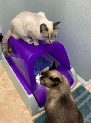White cat and light brown cat sit around purple self-cleaning litter box