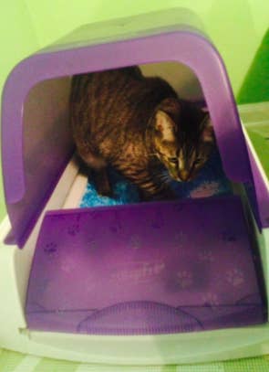 Cat sits inside same litter box while peeing and pooping