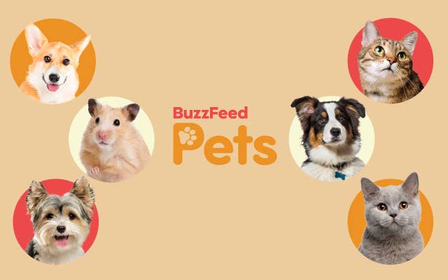 BuzzFeed Pets logo