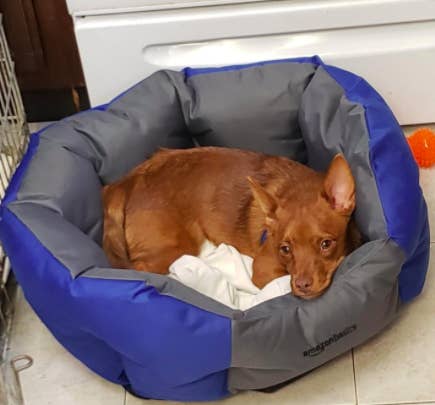 Small brown dog sits in blue, water-resistant pet bed at reviewer's house