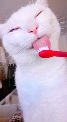 Reviewer's same cat licking the pink toothbrush while receiving a dental treatment
