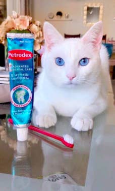 Reviewer's cute white cat sits next to a tube of Petrodex Enzymatic Toothpaste and pink toothbrush