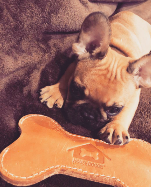 A French Bulldog puppy plays with a orange tanned leather dog toy on a blanket