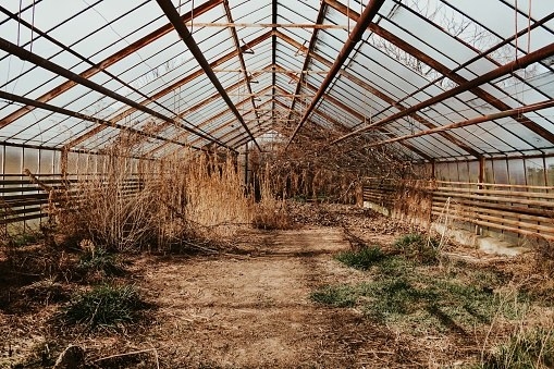 old greenhouse with dead plants and rusted beams 