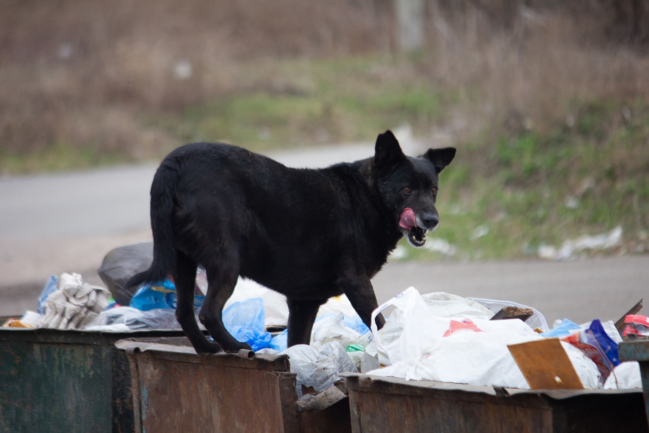 Perro en bote de basura en la calle
