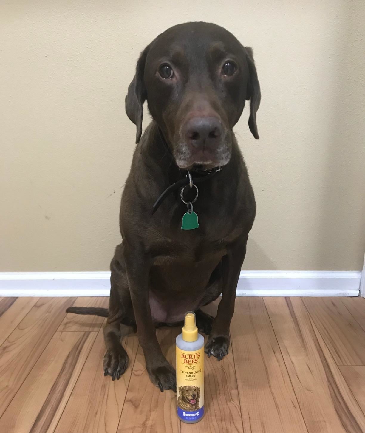 Reviewer&#x27;s dog sitting next to the spray bottle 