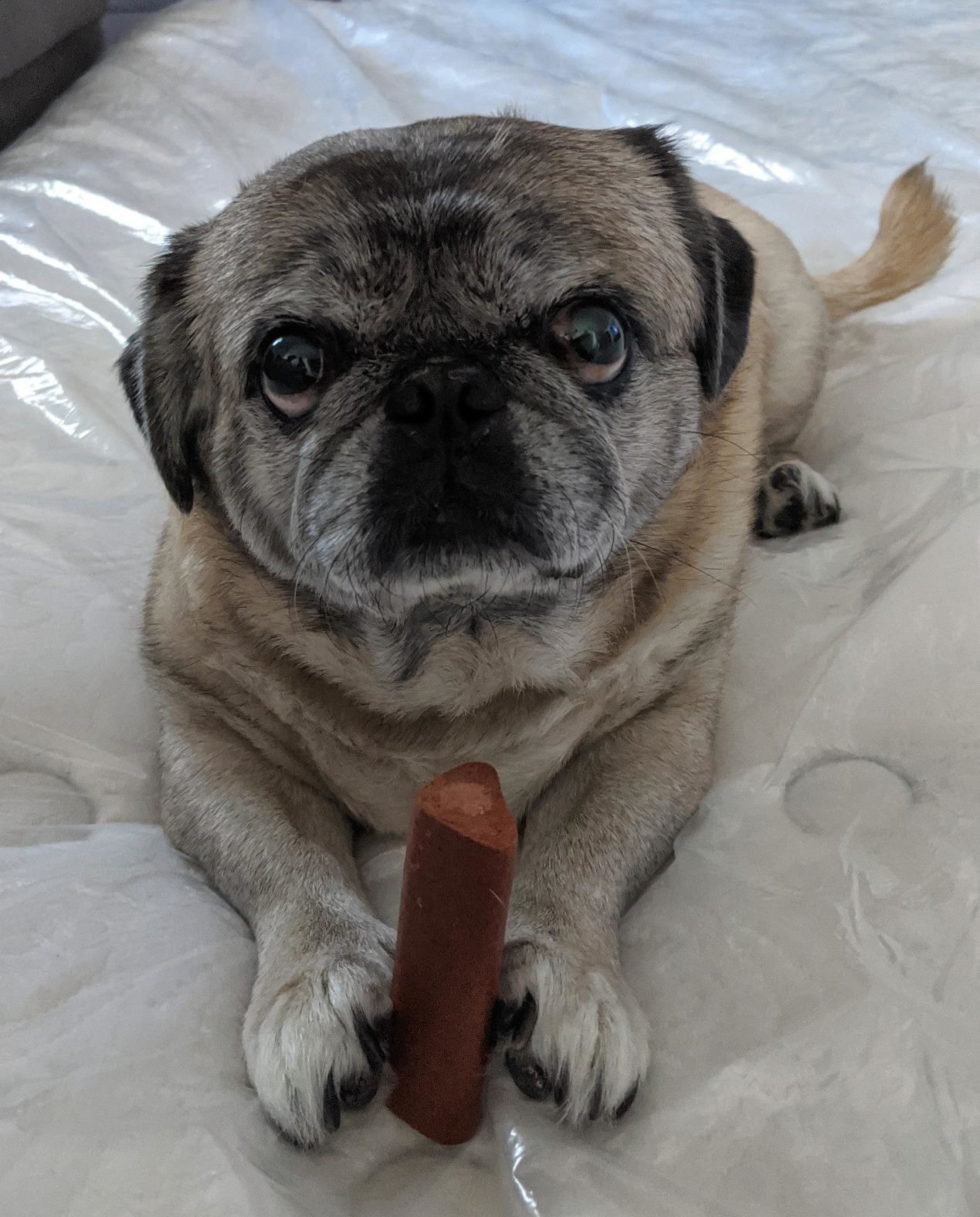 A pug with the treat 