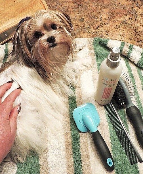 Reviewer&#x27;s dog next go the spray and a few brushes 