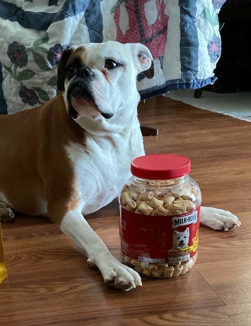 Reviewer&#x27;s dog with the jar of treats 